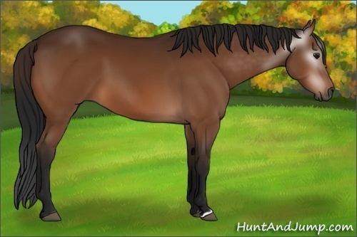 Horse Color:Gray Bay 