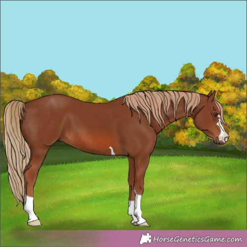 Horse Color:Chestnut 