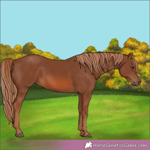 Horse Color:Chestnut 