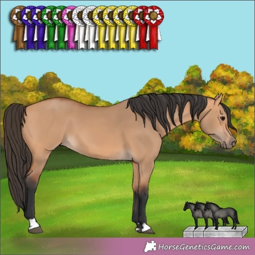 Horse Color:Bay Dun 