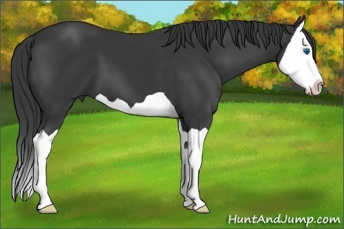 Horse Color:Black Splash 