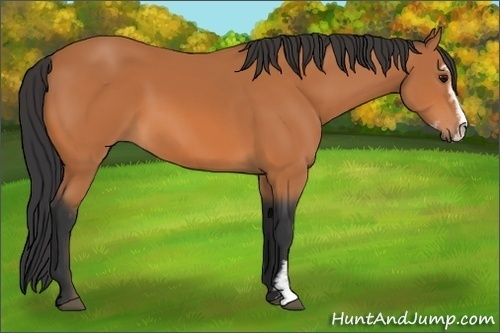 Horse Color:Bay Sabino 