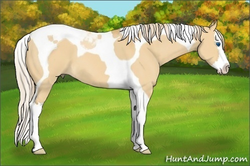 Horse Color:Palomino Dun Splash Tobiano