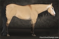 Horse Color:Gray Bay Dun Splash 