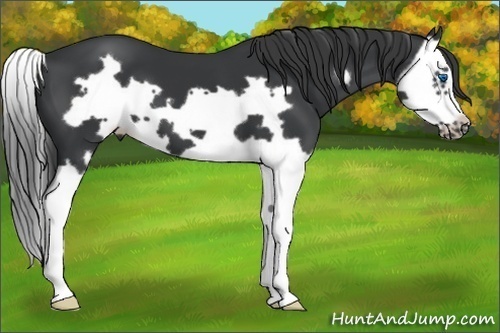 Horse Color:Black Splash Frame 