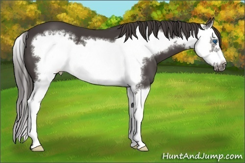 Horse Color:Smoky Black Splash Frame 