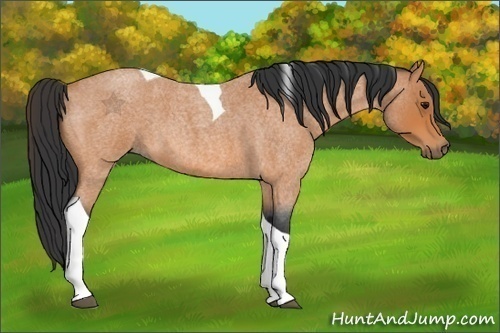 Horse Color:Bay Roan Tobiano