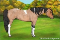 Horse Color:Bay Roan Tobiano 