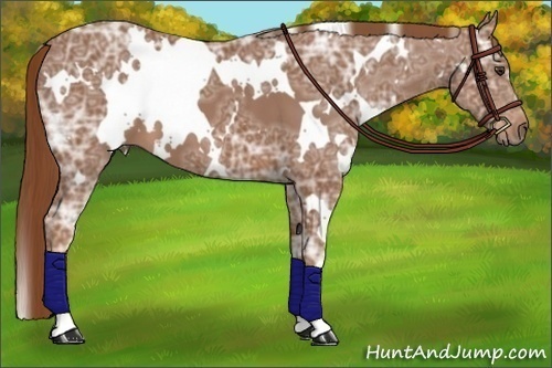 Horse Color:White Spotted Chestnut Ice