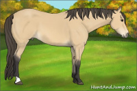 Horse Color:Buckskin 