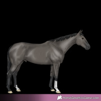 Horse Color:Grullo 