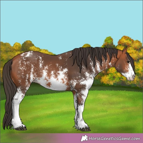 Horse Color:Bay Sabino Appaloosa