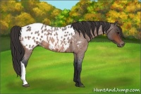 Horse Color:Bay Roan Appaloosa 