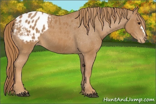 Horse Color:Chestnut Appaloosa 
