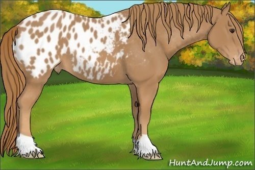 Horse Color:Chestnut Appaloosa 