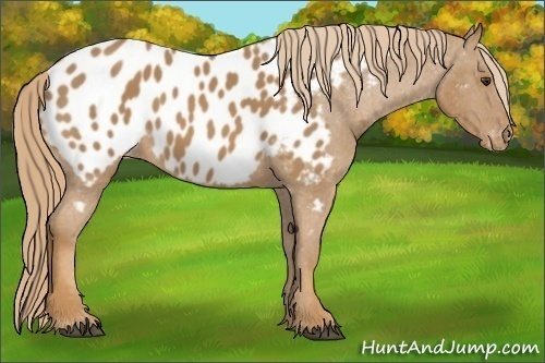 Horse Color: Unknown 