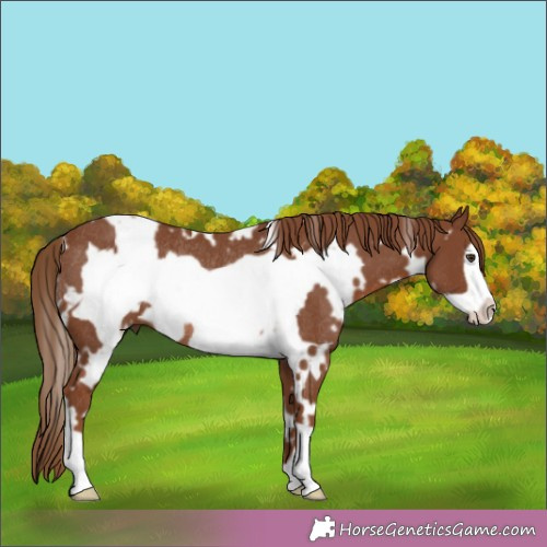 Horse Color:White Spotted Chestnut Frame Rabicano 