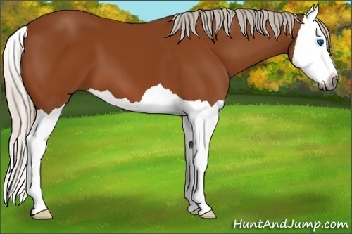 Horse Color:Gray Silver Bay Splash 