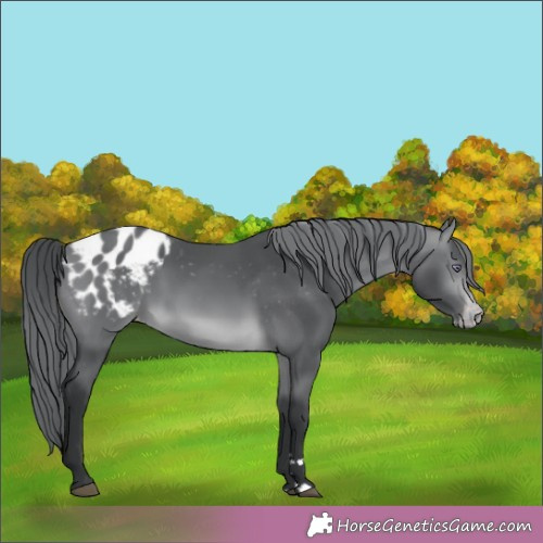 Horse Color:Brown Chinchilla Appaloosa 