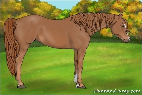Horse Color:Chestnut Sabino