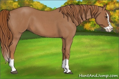 Horse Color:Red Roan Splash 