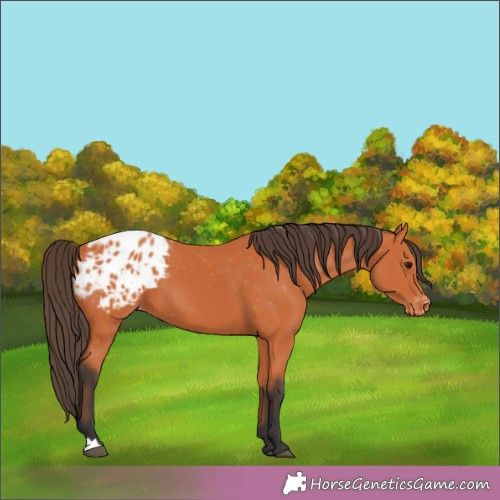 Horse Color:Bay Appaloosa 