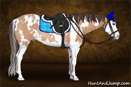 Horse Color:White Spotted Bay Roan Splash Blanket Rabicano