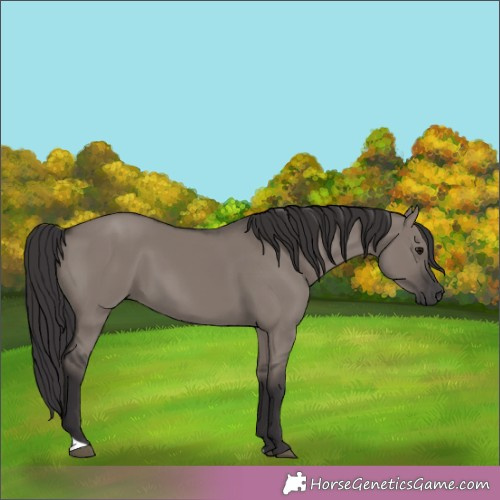 Horse Color:Smoky Grullo 