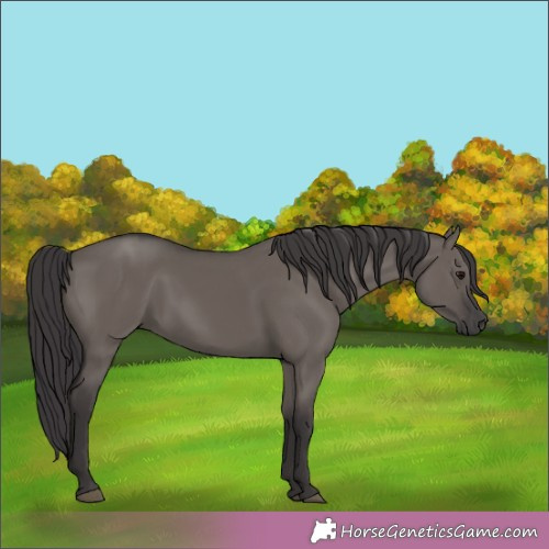Horse Color:Smoky Grullo 