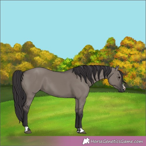 Horse Color:Smoky Grullo 