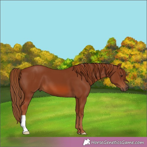 Horse Color:Chestnut 