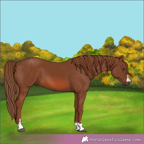 Horse Color:Chestnut 