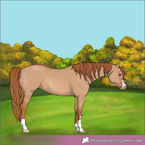 Horse Color:Red Dun 