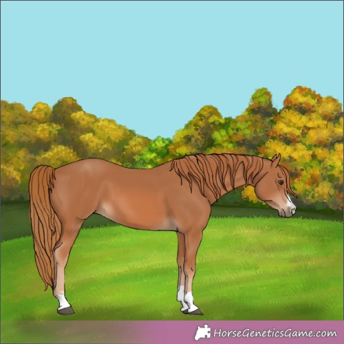 Horse Color:Chestnut 