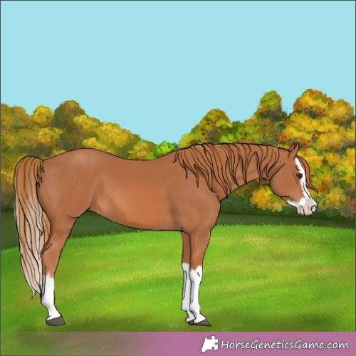 Horse Color:Chestnut Splash 