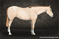 Horse Color:Classic Champagne Pearl Sabino Splash 