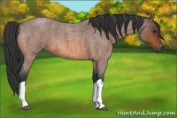 Horse Color:Bay Roan Tobiano 