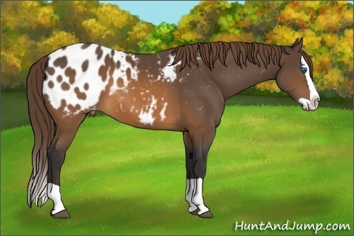Horse Color:Buckskin Splash Appaloosa 