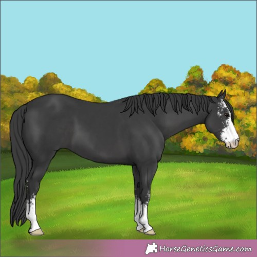 Horse Color:Black Sabino 