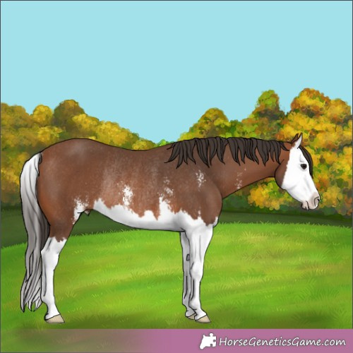 Horse Color:Bay Sabino Splash Rabicano 