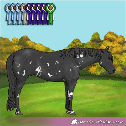 Horse Color:White Spotted Black 