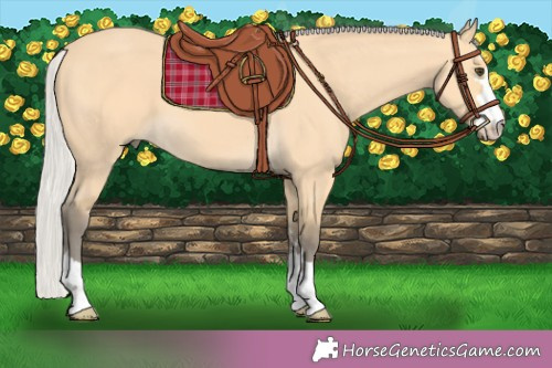 Horse Color:Silver Buckskin 