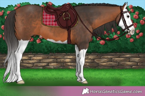Horse Color:Bay Splash