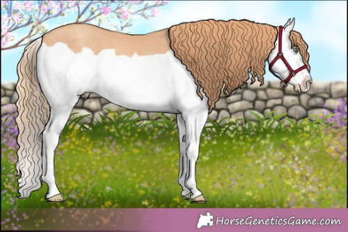 Horse Color:Gold Champagne Splash Rabicano