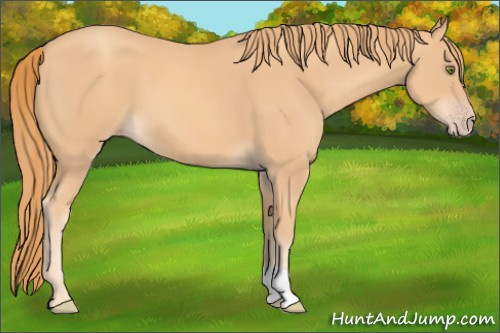 Horse Color: Gold Champagne 