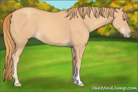 Horse Color:Gold Champagne 