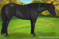 Horse Color:Gray Black 