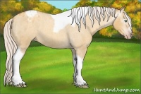 Horse Color:Gray Silver Amber Cream Champagne Roan Dun Splash Tobiano Frame Varnish Rabicano 