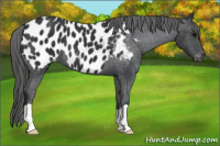 Horse Color:Black Near Leopard 