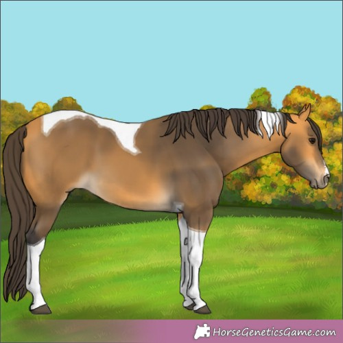 Horse Color:Buckskin Tobiano 